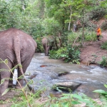 Elefante interacciÃ³n en Pueblo del Blue Tao por medio dÃ­a.