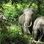 Un DÃ­a Elefante interacciÃ³n en Blue Tao + Bamboo rafting + Cascada Mae Tien.