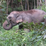 Elefante interacciÃ³n en Pueblo del Blue Tao por medio dÃ­a.