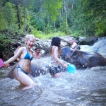 Half Day Afternoon Elephant Sanctuary Tour at Blue Tao Elephant Village, Jungle Waterfall Hiking