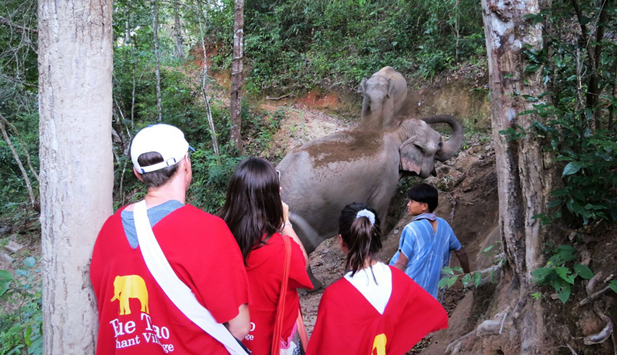 Blue Tao Elephant Village Elephant tours Chiang Mai, Thailand