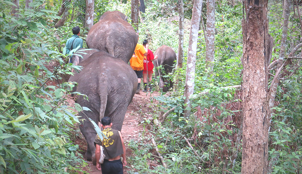 Blue Tao Elephant Village Elephant tours Chiang Mai, Thailand