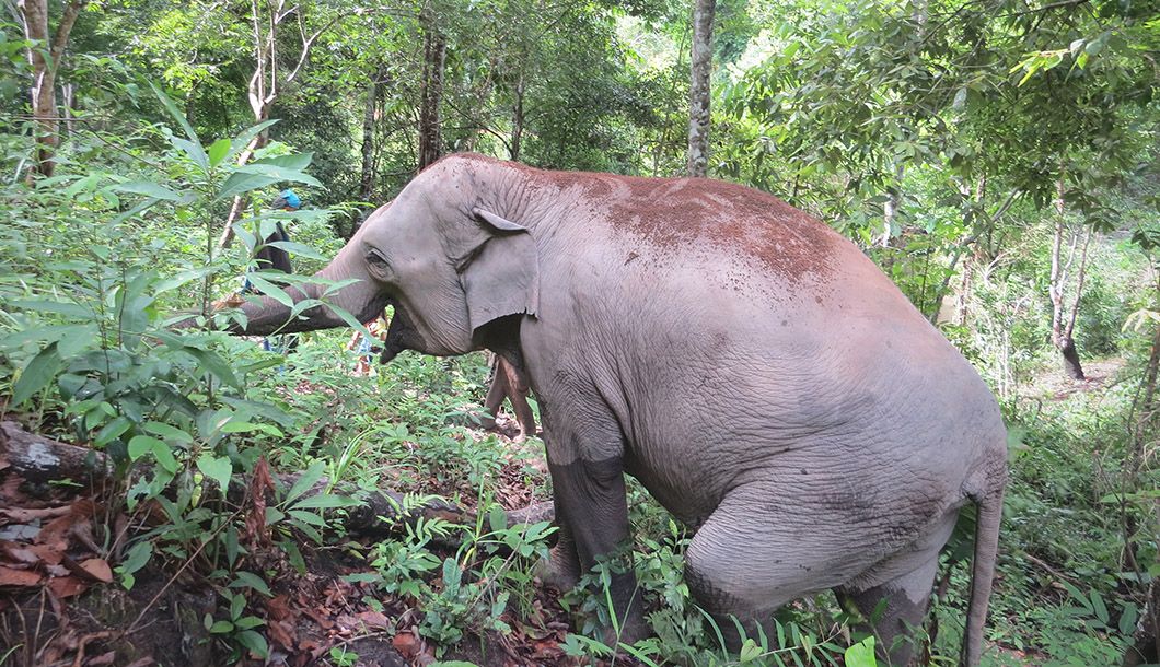 Blue Tao Elephant Village Elephant tours Chiang Mai, Thailand