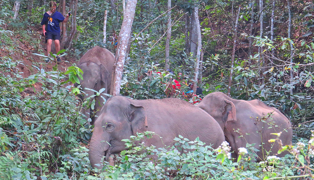 Blue Tao Elephant Village Elephant tours Chiang Mai, Thailand