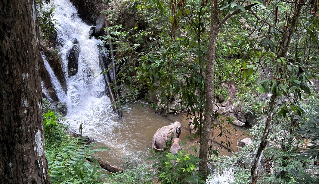 Blue Tao Elephant Village Elephant tours Chiang Mai, Thailand