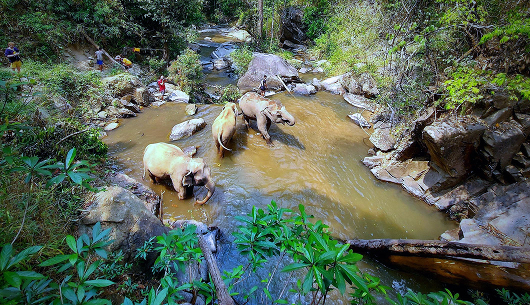 Blue Tao Elephant Village Elephant tours Chiang Mai, Thailand