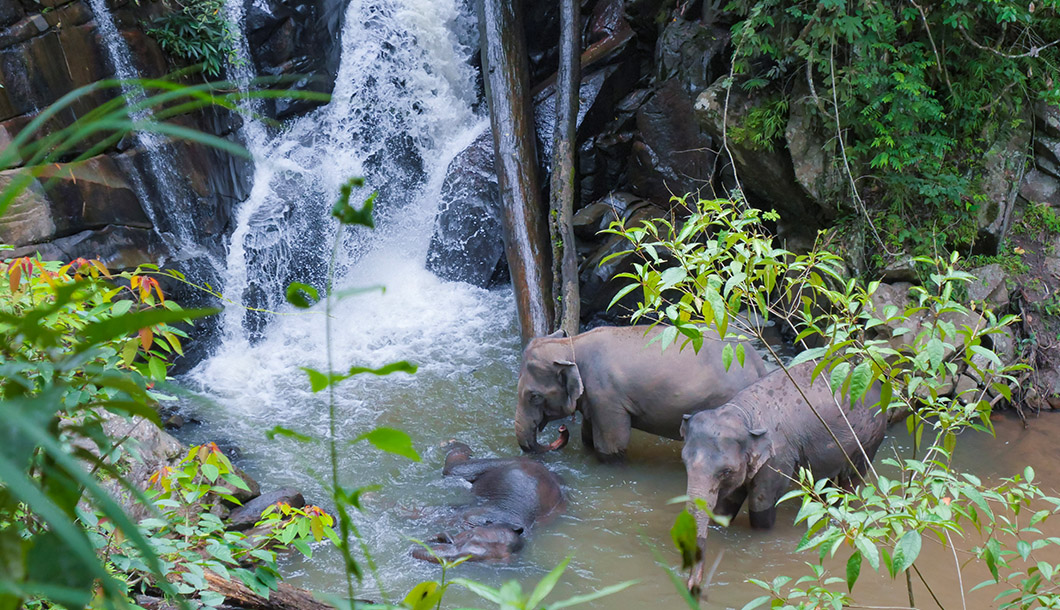 Blue Tao Elephant Village Elephant tours Chiang Mai, Thailand