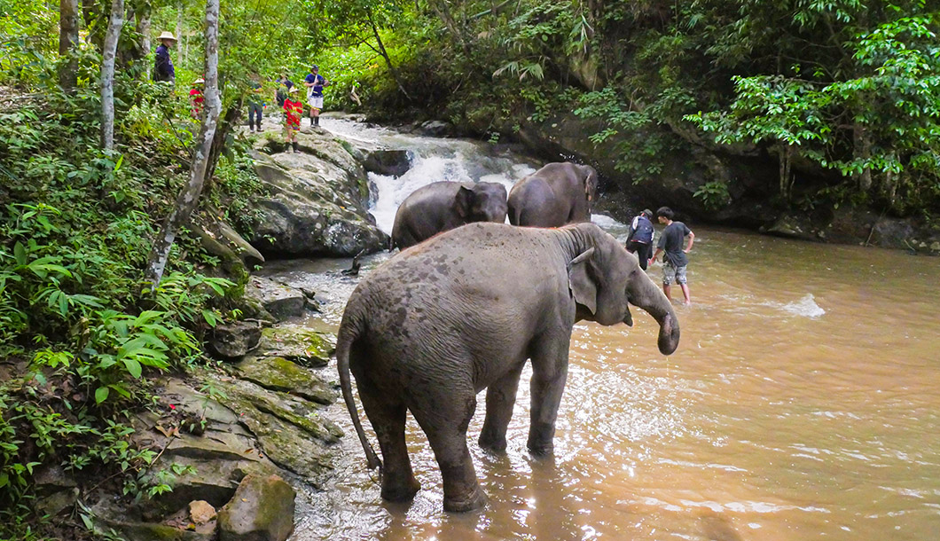 Blue Tao Elephant Village Elephant tours Chiang Mai, Thailand