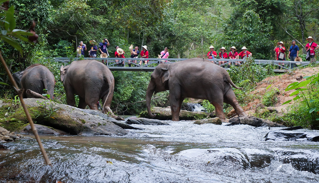 Blue Tao Elephant Village Elephant tours Chiang Mai, Thailand