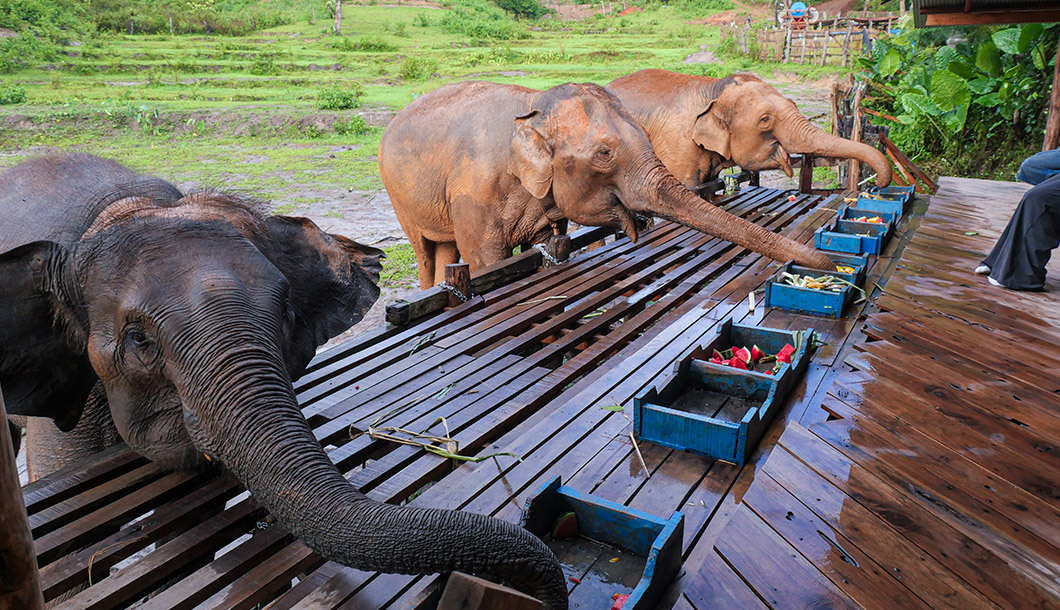 Blue Tao Elephant Village Elephant tours Chiang Mai, Thailand
