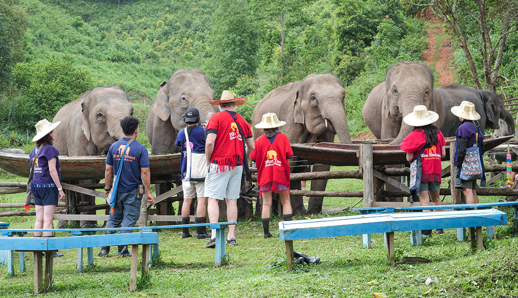 Blue Tao Elephant Village Elephant tours Chiang Mai, Thailand