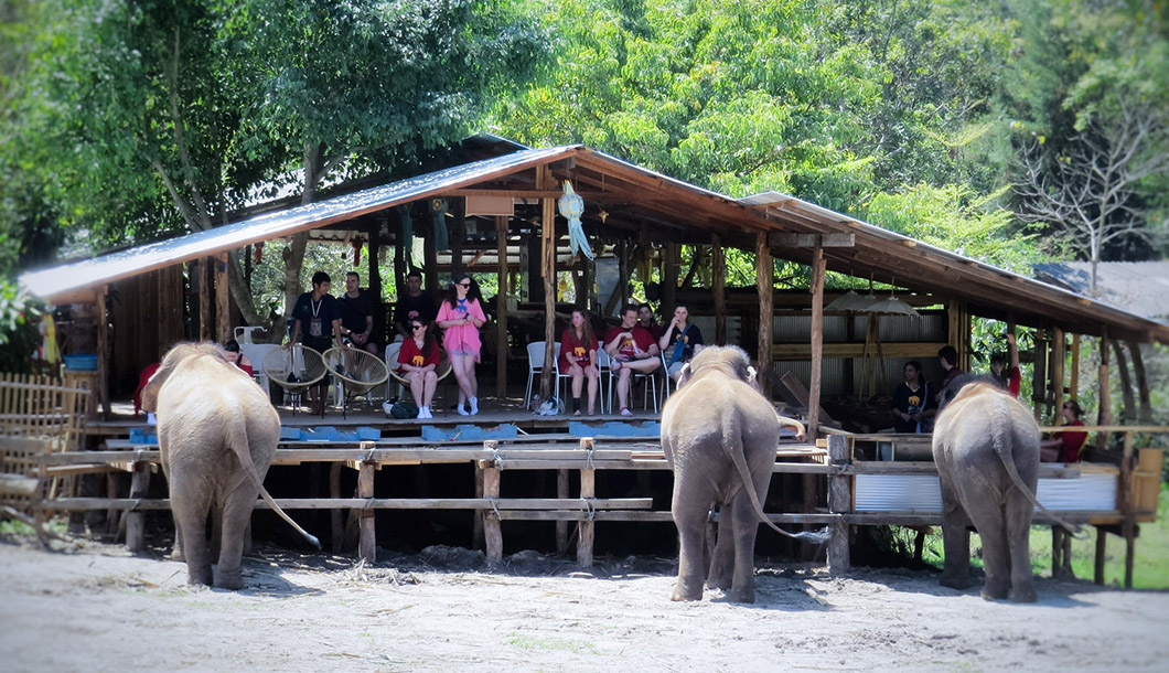 Blue Tao Elephant Village Elephant tours Chiang Mai, Thailand