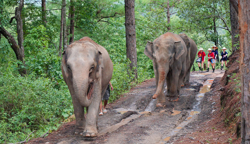 Blue Tao Elephant Village Elephant tours Chiang Mai, Thailand