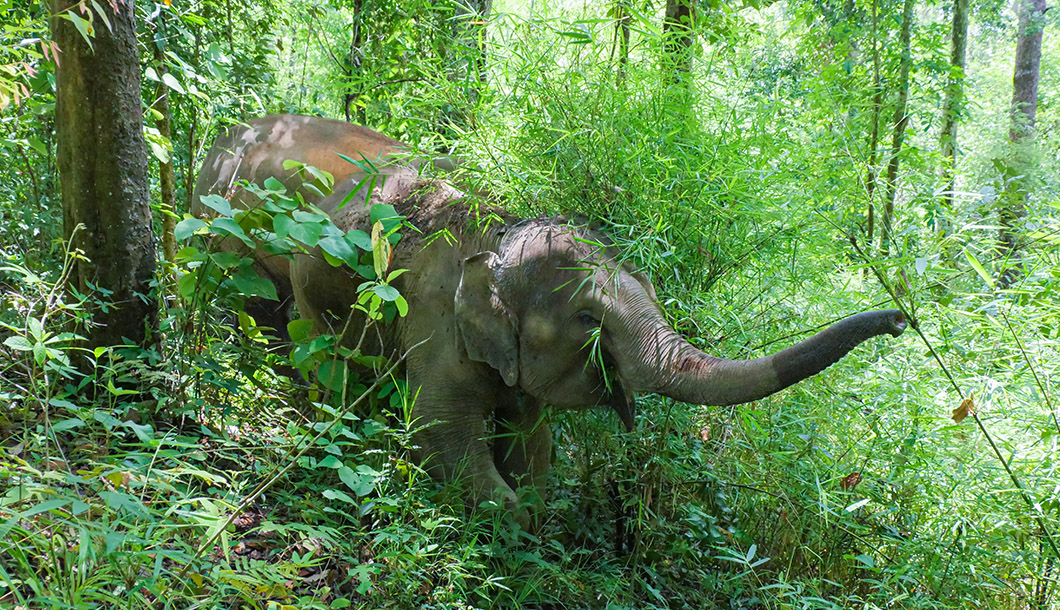 Blue Tao Elephant Village Elephant tours Chiang Mai, Thailand