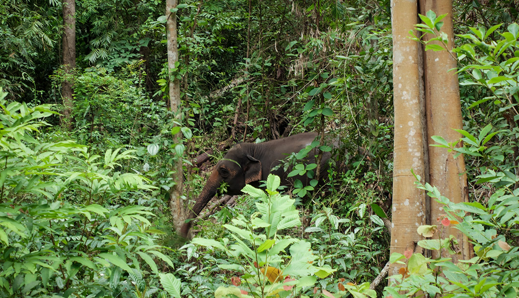 Blue Tao Elephant Village Elephant tours Chiang Mai, Thailand