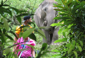 chiang mai elephant tours gallery