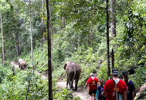 chiang mai elephant tours gallery