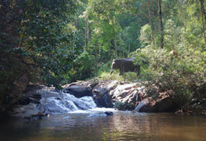 chiang mai elephant tours gallery