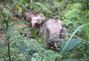 chiang mai elephant tours gallery