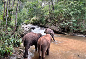 chiang mai elephant tours gallery