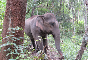 chiang mai elephant tours gallery