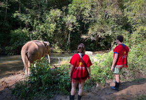 chiang mai elephant tours gallery