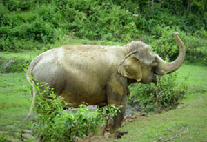 chiang mai elephant tours gallery