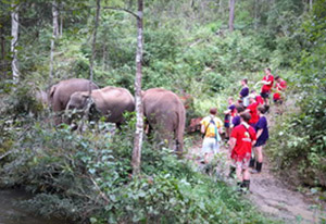 chiang mai elephant tours gallery