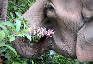 chiang mai elephant tours gallery