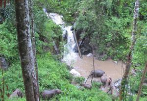 chiang mai elephant tours gallery