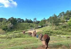 chiang mai elephant tours gallery