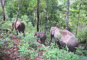 chiang mai elephant tours gallery