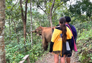 chiang mai elephant tours gallery