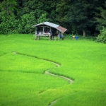 Half Day Morning Elephant Sanctuary Tour, Waterfall Trail at Blue Tao, Ethical and Hands-off