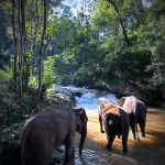 Half Day Afternoon Elephant Waterfall Walk in Blue Tao, Ethical and Hands-Off Elephant Care 
