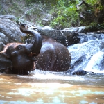 Half Day Afternoon Ethical Elephant Hands off,  Small Waterfall Walk with Elephants at Blue Tao