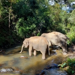 Half Day Afternoon Elephant Waterfall Walk in Blue Tao, Ethical and Hands-Off Elephant Care 