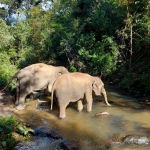 Half Day Morning Elephant Sanctuary Tour, Waterfall Trail at Blue Tao, Ethical and Hands-off