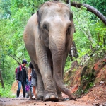 Full Day Triple Acts: Ethical Elephant Care, 3 Waterfalls Walk with Elephants, Bamboo Rafting 