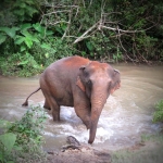 Half Day Afternoon Elephant Waterfall Walk in Blue Tao, Ethical and Hands-Off Elephant Care 