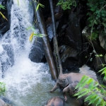 Half Day Morning Ethical Elephant Hands off, Large Waterfall Walk with Elephants at Blue Tao