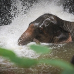 Full Day Sticky Waterfall and Ethical Elephant Sanctuary Tour, 2 Waterfalls Walk with Elephants