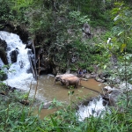 All Day Ethical Hands-Off Elephant Sanctuary Tour Chiang Mai, Large Waterfall Walk at Blue Tao 