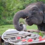 Full Day Sticky Waterfall and Ethical Elephant Sanctuary Tour, 2 Waterfalls Walk with Elephants