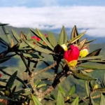 Private Mae Ya Waterfall Doi Inthanon, 2 Waterfalls walk with elephants, Luxury Treetop Dining 