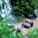 Full Day Triple Acts: Ethical Elephant Care, 3 Waterfalls Walk with Elephants, Bamboo Rafting 