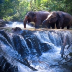 Private Bamboo Rafting Doi Inthanon, 2 Waterfalls walk with elephants, Luxury Treetop Dining 