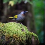 Private Mae Ya Waterfall Doi Inthanon, 2 Waterfalls walk with elephants, Luxury Treetop Dining 