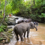 Private Mae Ya Waterfall Doi Inthanon, 2 Waterfalls walk with elephants, Luxury Treetop Dining 