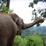 All Day Elephant Sanctuary Tour Chiang Mai, Large Waterfall Walk at Blue Tao Elephant Village